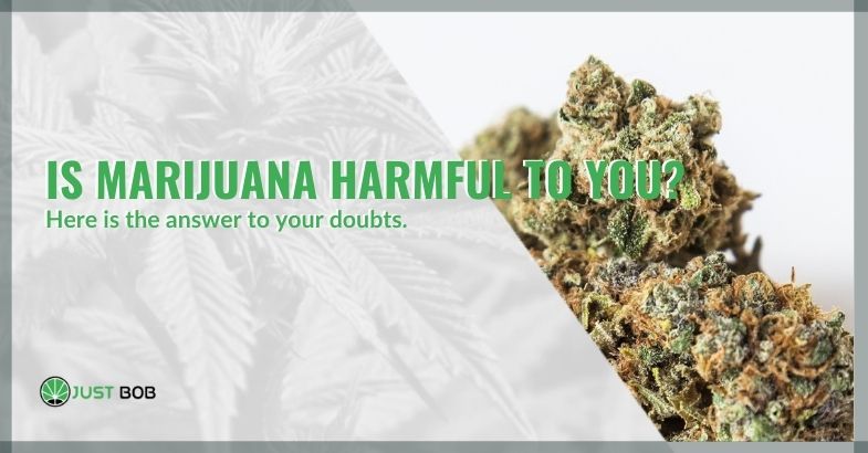 Is marijuana harmful?