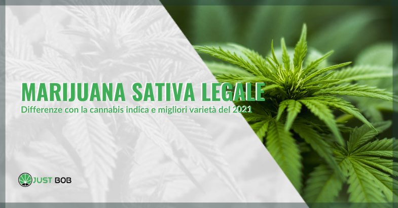Marijuana sativa legale: differenze con la cannabis indica