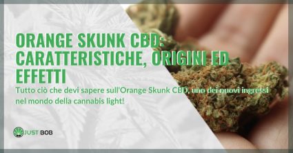 Orange Skunk CBD: caratteristiche, origini ed effetti