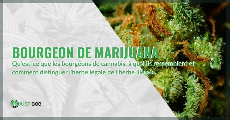 Bourgeon de marijuana : qu’est-ce que c’est