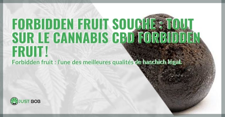 Forbidden fruit souche: tout sur le cannabis CBD Forbidden Fruit!