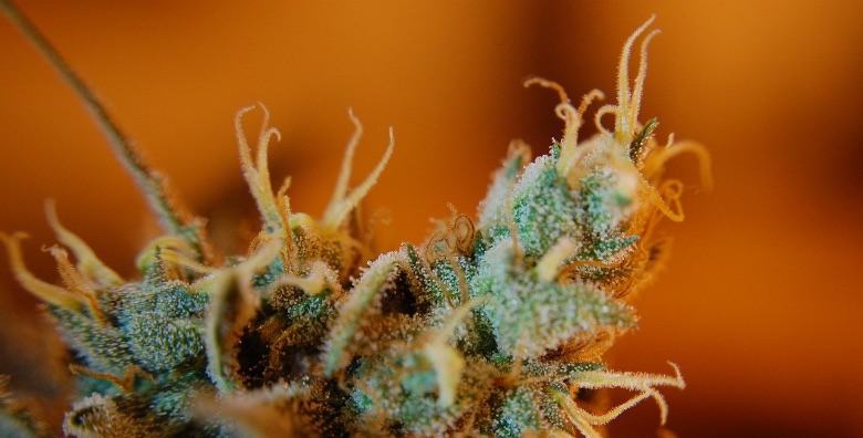 How to recognize mature trichomes?