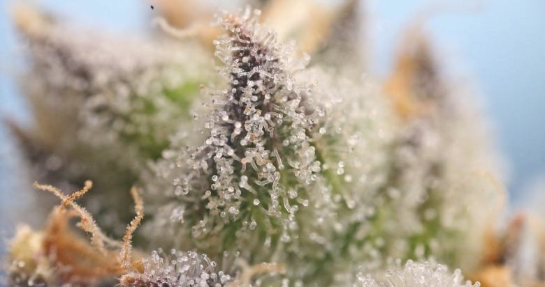 Trichome: was sind sie und welche Funktion haben sie?