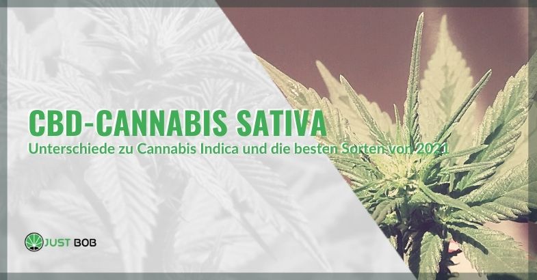 CBD-Cannabis Sativa: Unterschiede zu Cannabis Indica