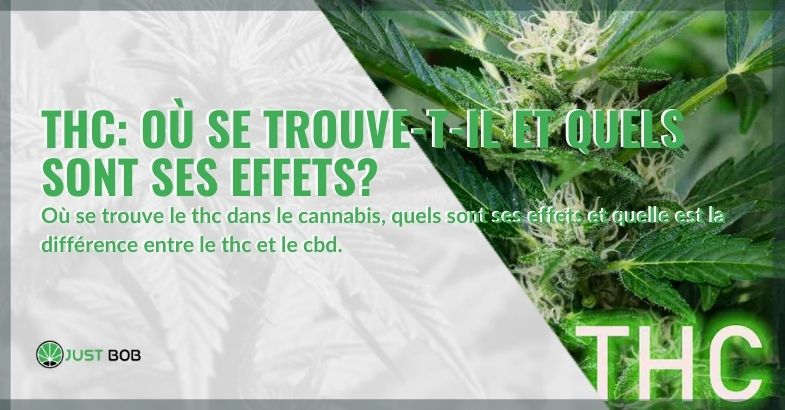 THC : où se trouve-t-il et quels sont ses effets ?