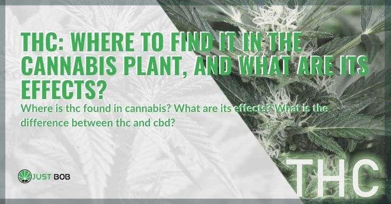 THC: where to find it in the cannabis plant