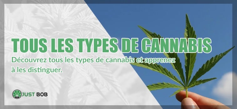 Tous les types de cannabis (avec photos)