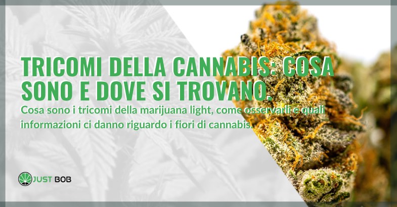 Tricomi della cannabis: cosa sono