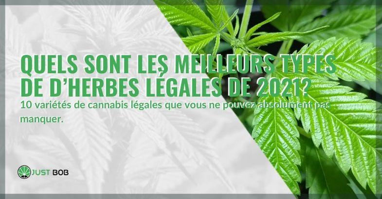 Le Top 10 CBD cannabis