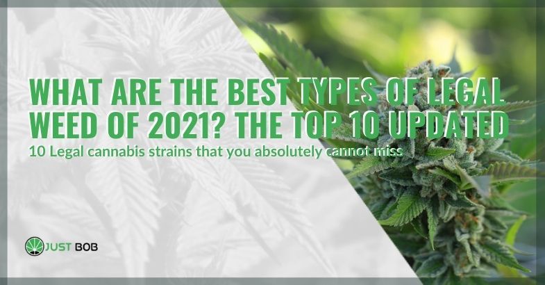 The Top 10 CBD cannabis