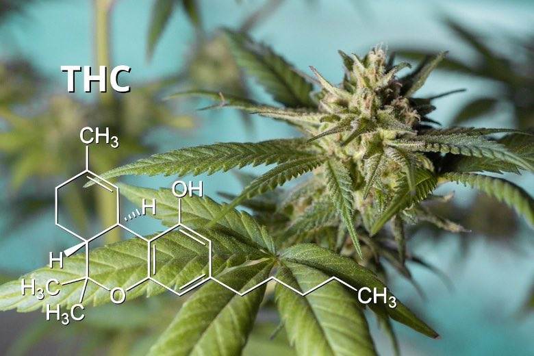 What substances are present in marijuana?