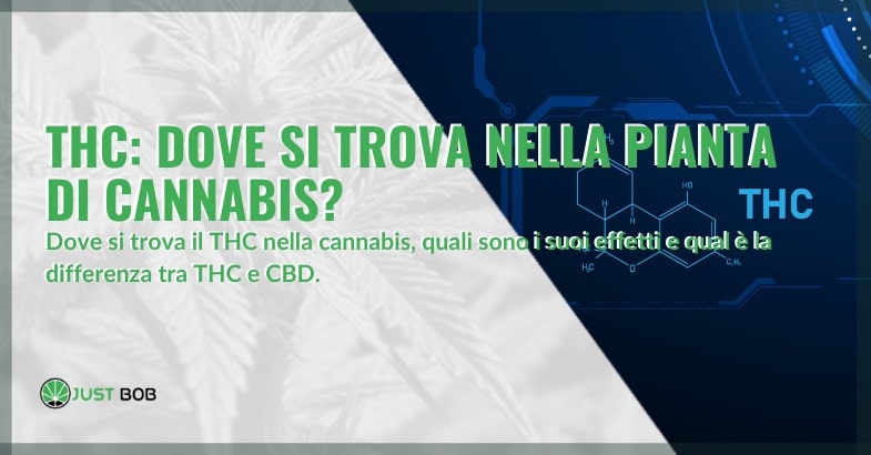 THC: dove si trova nella pianta di cannabis