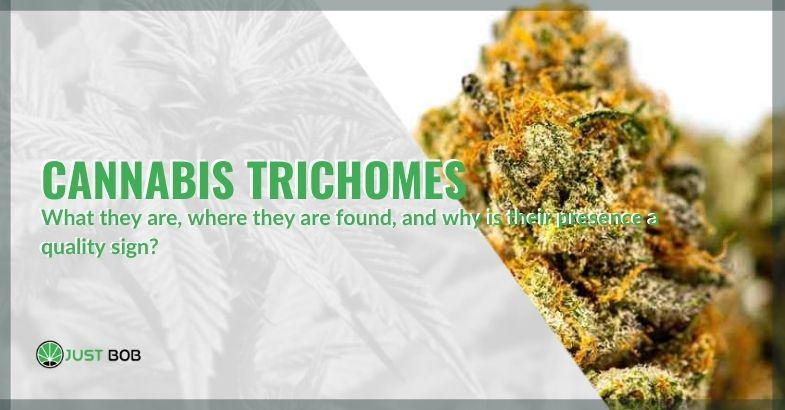 Cannabis-Trichome: What they are