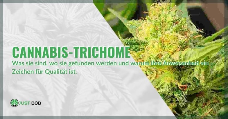 Cannabis-Trichome: Was sie sind