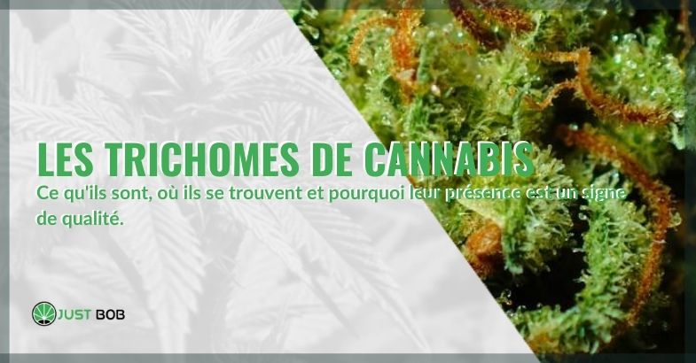 Les trichomes de cannabis et du CBD