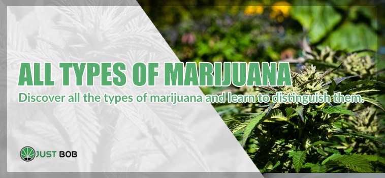 All types of marijuana (with photos)