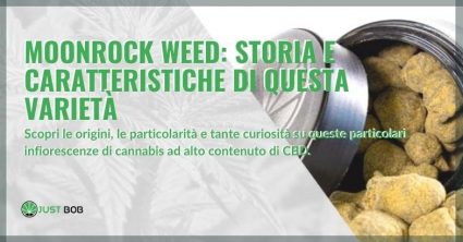 Moonrock Weed: storia e caratteristiche