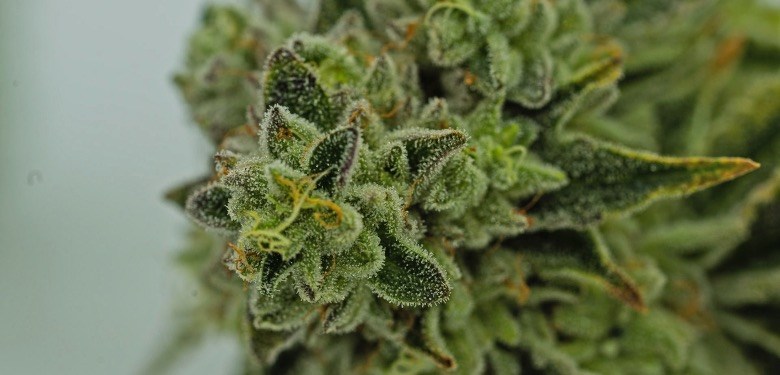CBD issu du cannabis