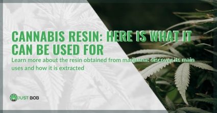 Cannabis resin: here is what it can be used for