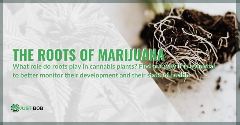 The roots of marijuana: everything you should know