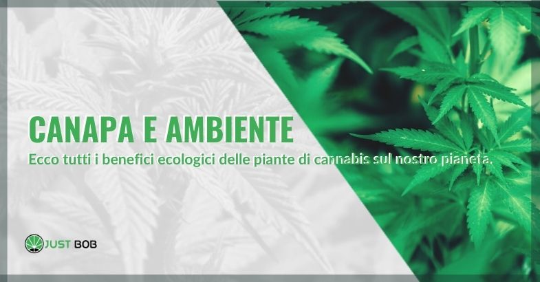 Canapa e ambiente: tutti i benefici ecologici