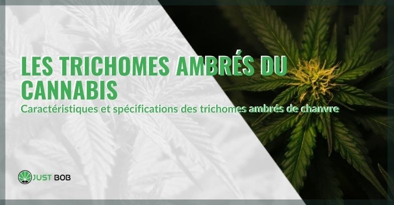 Les trichomes ambrés du cannabis