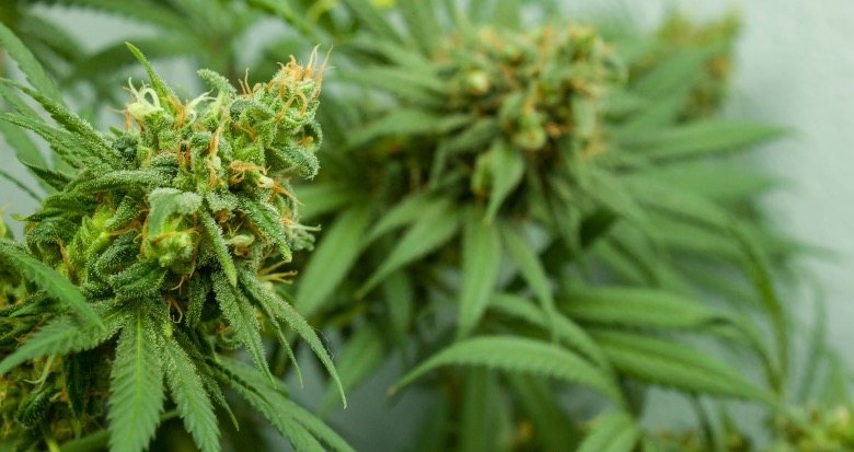 Comment la résine de cannabis légale est-elle utilisée ?