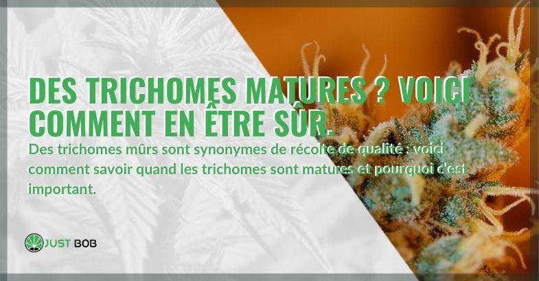 Des trichomes matures? Voici comment en être sûr