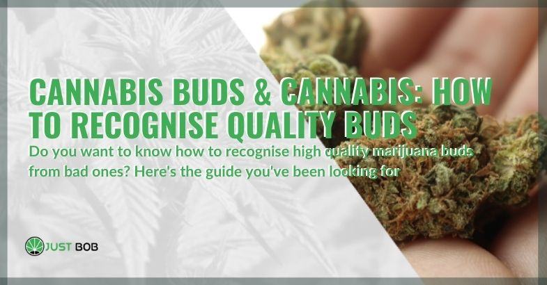 Cannabis buds & cannabis: how to recognise quality buds