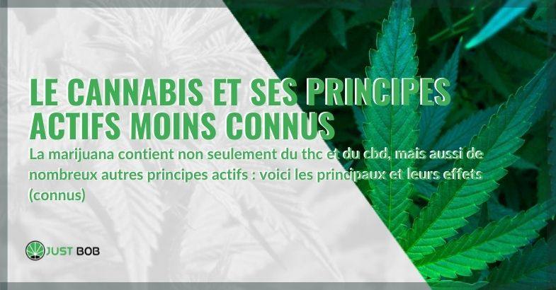 Le cannabis et ses principes actifs moins connus