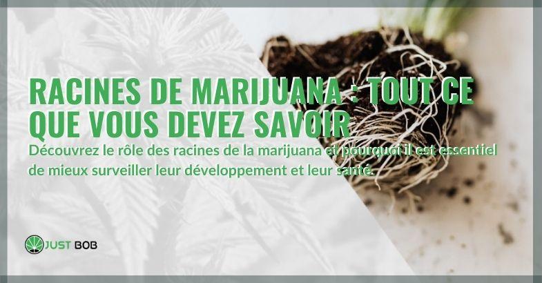 Racines de marijuana : tout ce que vous devez savoir