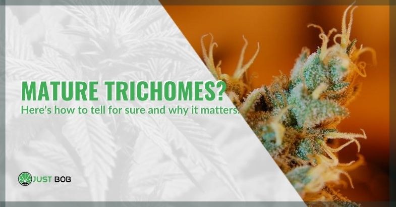 Mature trichomes? Here’s how to figure it out