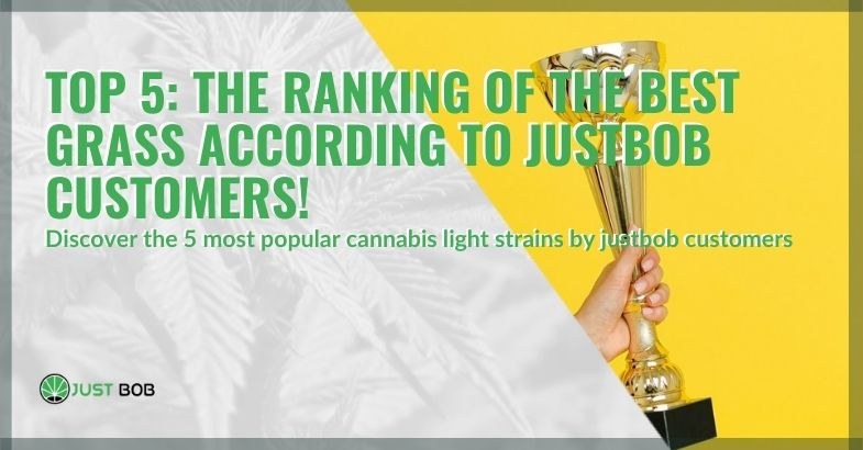 Top 5: the ranking of the best CBD weed
