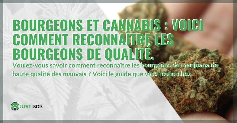 reconnaître les bourgeons CBD de qualité.
