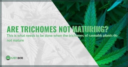 Are trichomes not maturing?