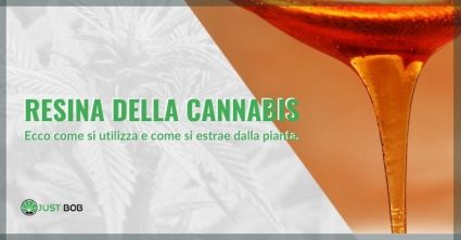 Resina della cannabis: ecco per cosa si può usare