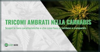 Tricomi ambrati nella cannabis: caratteristiche e specifiche.