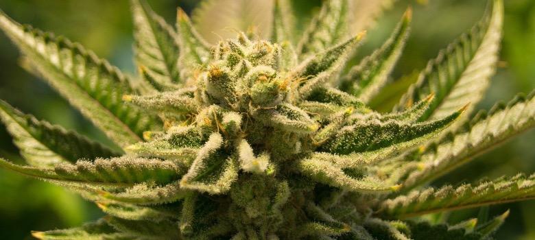 Was ist THC und wo ist es in Cannabis enthalten?
