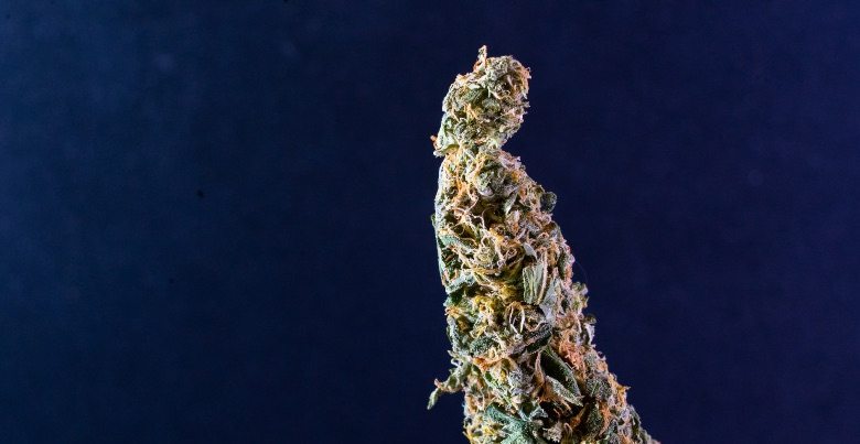 Orange Skunk CBD: caractéristiques, origines et effets