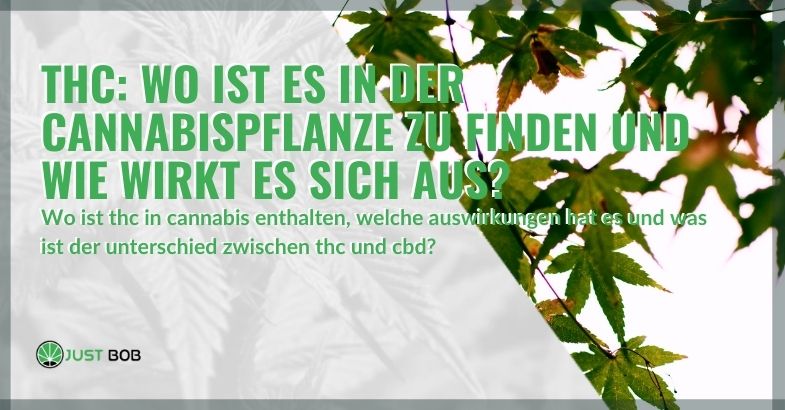 THC: Wo ist es in der Cannabispflanze