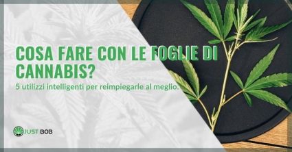 Cosa fare con le foglie di cannabis? 5 usi