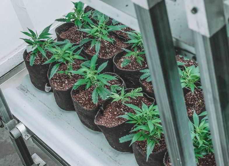How to improve the root health of cannabis plants?