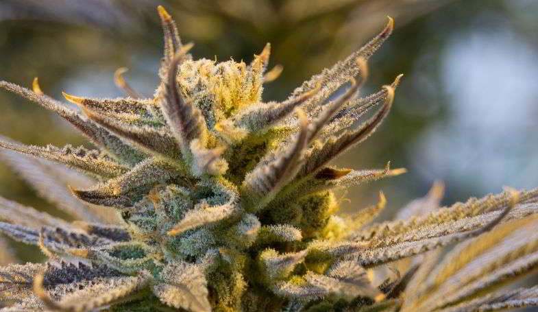 What are trichomes?