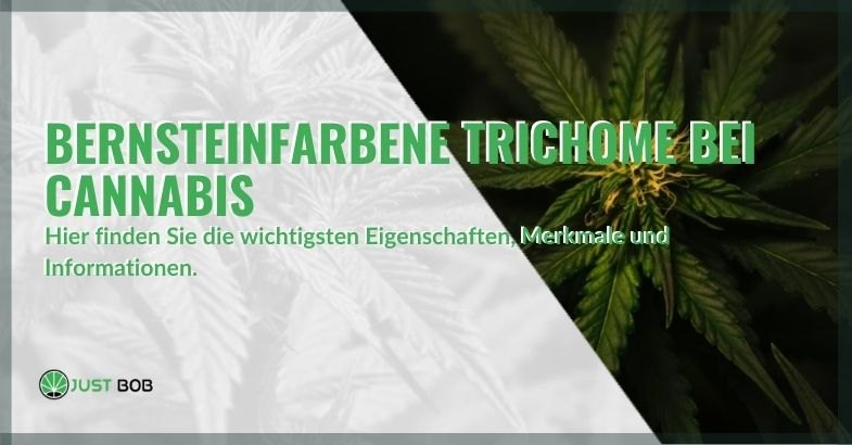 Bernsteintrichome in Cannabis: Merkmale