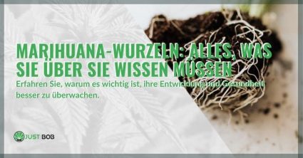 Marihuana-Wurzeln: Alles, was Sie darüber wissen müssen