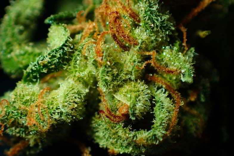 Des trichomes les plus jeunes aux trichomes matures