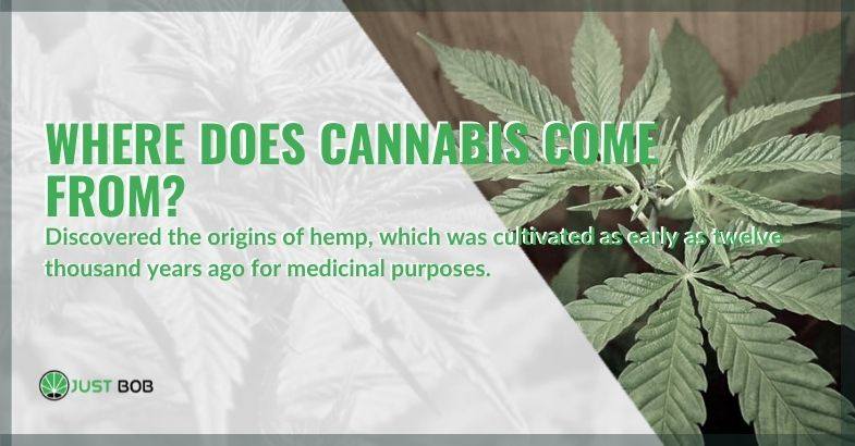 Where does cannabis come from?
