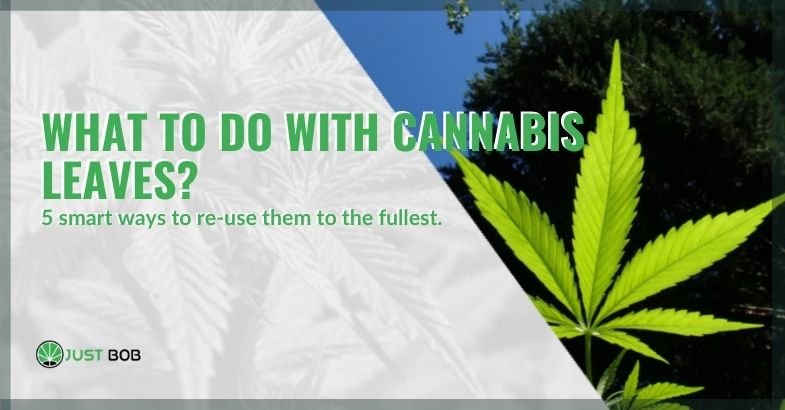 What to do with cannabis leaves? 5 smart ways