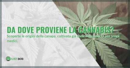 Da dove proviene la Cannabis?