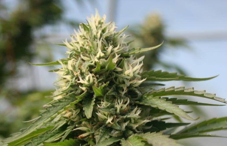 Was sind Cannabis-Knospen